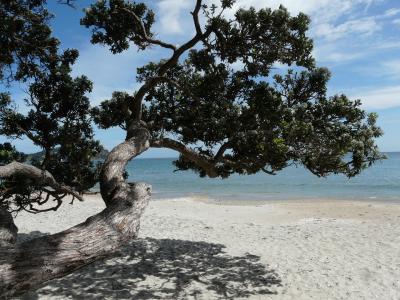 waiheke 岛, 新西兰, 海滩, 树, 太阳, 水, 阴影