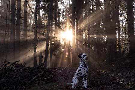 日出, 斑点狗, 狗, 森林, 树, 新光, 雾