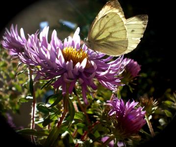 紫菀, 蝴蝶, 昆虫, 秋天, 花, gonepteryx rhamni, 花园