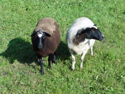 羊, 动物, 羊毛, 草甸, 群羊, 牧场, 自然