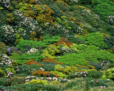植被, 屋久岛高地, 牦牛的杜鹃, 6 月, 世界遗产地区, 日本, 绿色的颜色