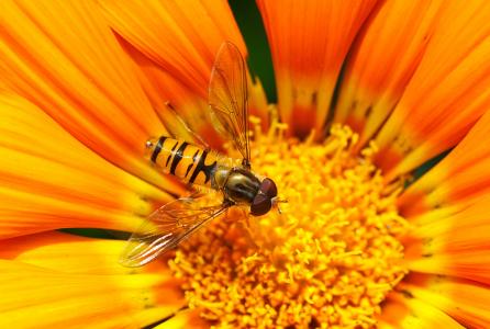 蚜, 栖息, 黄色, 群集, 花, 昆虫, 蜂蜜