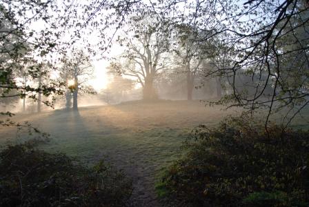 雾, 薄雾, 早上, 日出, 树木, 安详, 和平