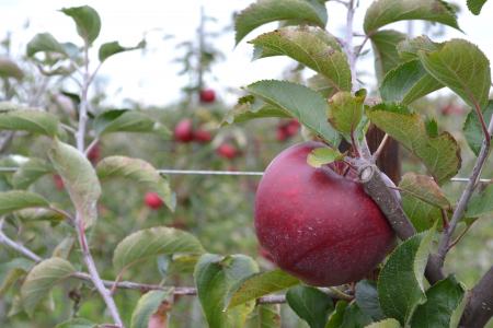 苹果, 红色, 水果, 秋天, 人工林, apfelernte, 培养