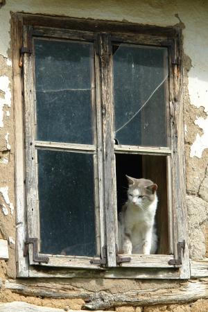 猫, 窗口, 动物, 可爱, 坐, 房子