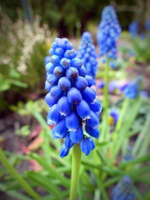 珍珠花, 花, 开花, 绽放, 蓝色, 植物, 关闭
