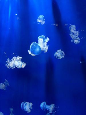 水母, 水族馆, 热那亚水族馆, 海葵, 蓝色, 水下, 背景