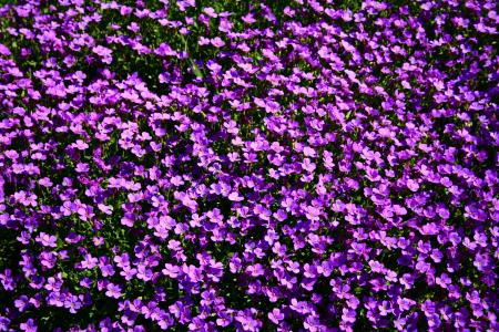 花坛, 花, 夏季, 夏季, 紫罗兰色, 野花, 紫色