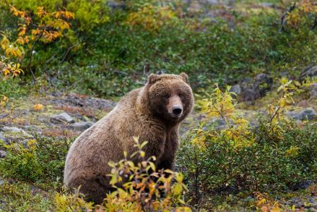 灰熊, 野生动物, 自然, 野生, 食肉动物, 阿拉斯加, 美国