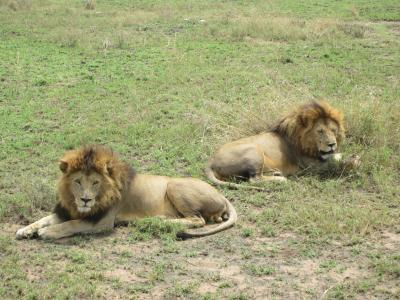 狮子, 兄弟, 肯尼亚