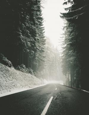 白雪皑皑, 巷道, 道路, 冬天, 驱动器, 有雾, 早上