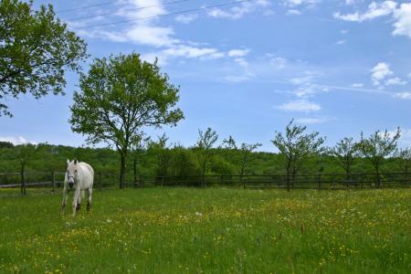 马, 围场, 耦合, 动物, 白色, 模具, 牧场