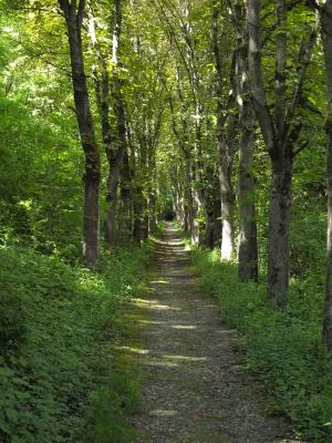 林间小径走, 大道, 汉森, 坏梅根特海姆, 排的树, 徒步旅行, 森林