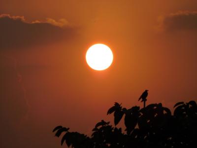 印度, 日出, 夏季, 太阳