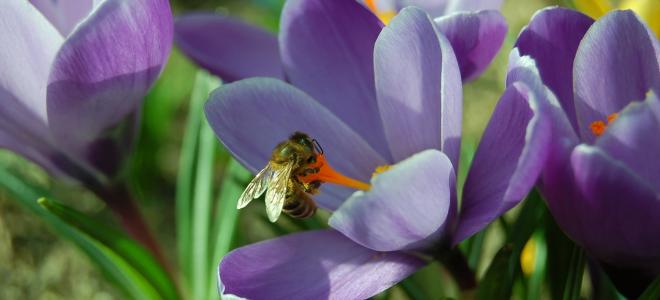 krokus, 春天, 花, 花园, 蜜蜂, 紫色, 昆虫