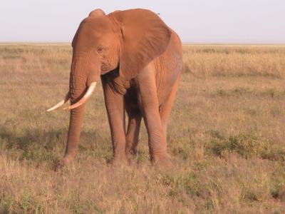 大象, 肯尼亚, 非洲, 自然, 野生动物, 野生, 动物