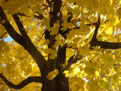 槭树, 秋天, 秋天, 叶子, 颜色, 赛季, 黄色