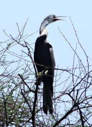 镖, snakebird, 水鸟, anhingidae, 鸟, 勒德布尔国家公园, 印度