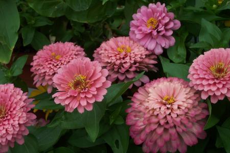 花, 百日草, 粉色, 自然, 植物, 夏季, 粉红色的颜色