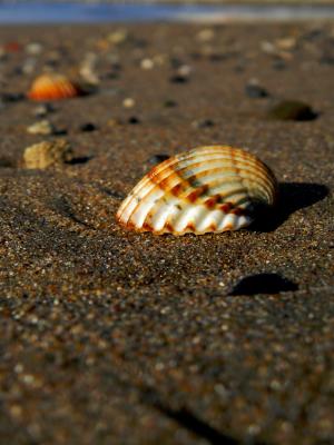 壳, 海, 莎莎, 贝壳, 海滩, 沙子
