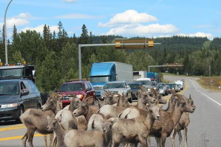 山羊, 路障, 曾钰成, 艾伯塔省, 加拿大, 山羊, 公路