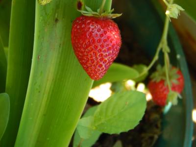 草莓, 韦尔塔, 花园, 水果, 自然, 植物