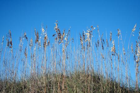 海燕麦, 沙丘, 海岸, 蓝蓝的天空, 沿海, 自然, 热带