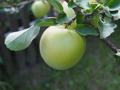苹果, 绿色, 树, 弗里施, 水果, 美味, 健康的饮食习惯