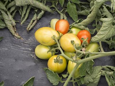 蔬菜, 园丁, 红色, 绿色, 食品, 西红柿, 维生素