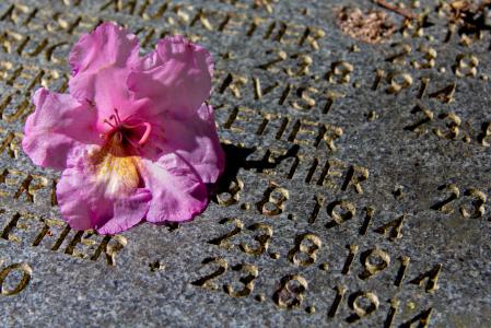 坟墓, 上升, 石头, 纪念碑, 第一次世界大战, 花, 花瓣