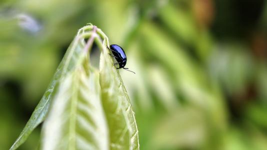 甲虫, 昆虫, 黑色, 叶, 绿色, 自然