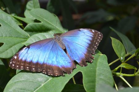 morpho peleides, 蝴蝶, 蓝色, bug, 昆虫, 哥斯达黎加, 南北美洲