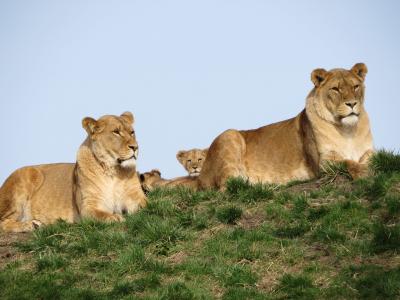 狮子, 年轻, 幼崽, 母狮, 母亲, 自然, 年轻的动物
