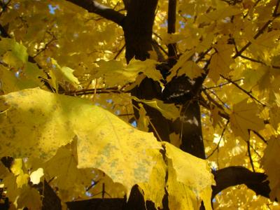 枫树, 秋天, 秋天, 叶子, 颜色, 赛季, 黄色
