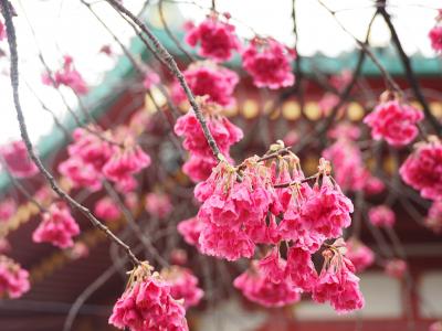 红樱桃花, 上野, 弁厅, 樱桃
