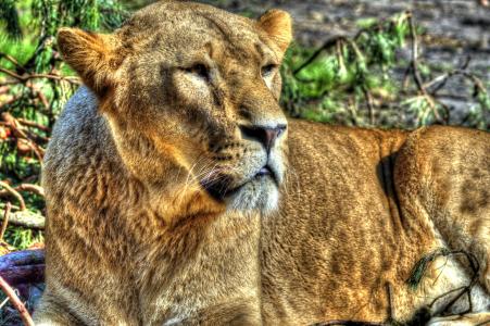 狮子, 母狮, 塞伦盖蒂国家公园坑哈, 野猫, 动物, 动物园, 捕食者