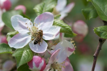 蜜蜂, 苹果, 授粉, 苹果花, 春天, 宏观, 昆虫