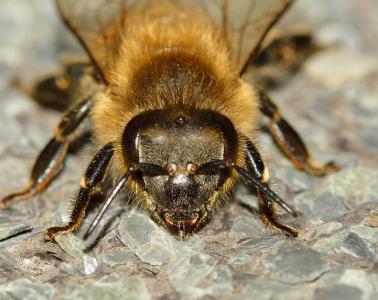 昆虫, 蜜蜂, api, 蜜蜂, 膜翅目
