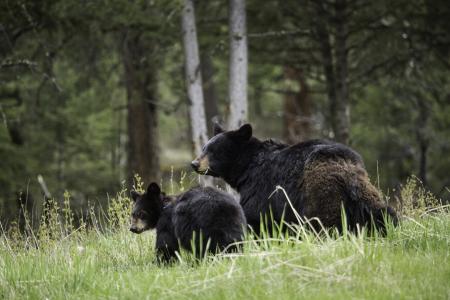黑熊, 行走, 野生动物, 自然, 大, 毛皮, 栖息地