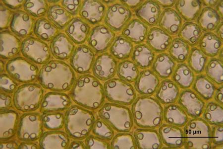 bazzania tricrenata, 微观, 细胞, 生物学, 宏观, 科学, 植物