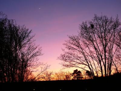 日落, 梯度, 紫罗兰色, 粉色, 树木