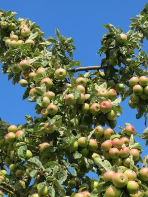 海棠, 树上苹果, 水果, 分公司, 苹果, 成熟, 作物