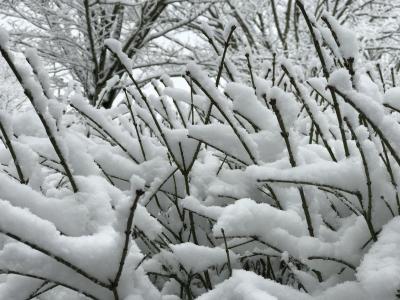雪, 分支机构, 降雪量, 公园, 冬天, 自然, 树