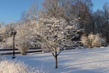 冬天, 乌普萨拉, 感冒, 白雪皑皑, 雪, 自然