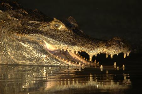 鳄鱼, 委内瑞拉, 利亚诺斯, 奥里诺科河鳄鱼, 动物, 爬行动物, 沼泽