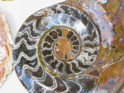化石, 吓呆了, 石化, 蜗牛的壳