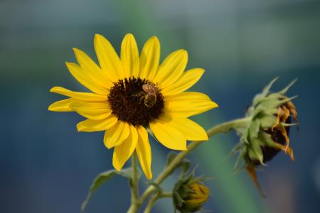 太阳花, 蜜蜂, 活 n 灯芯, 黄色, 花, 花园, 公园