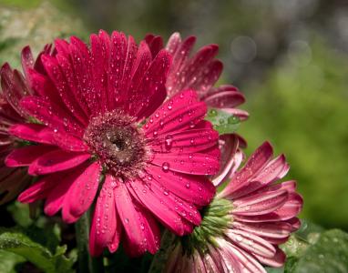 德兰士瓦菊花, 非洲菊, 粉色, 紫色, 花, 洋红色, 阳光明媚