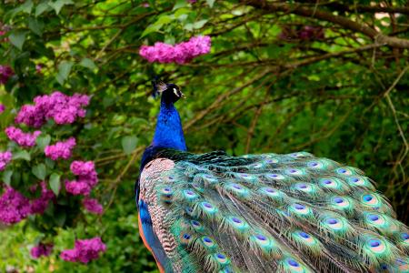 孔雀, 鸟, 羽毛, 骄傲, 自然, 动物, 蓝色
