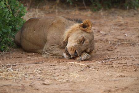 狮子座, 梦想, 非洲, 自然, 狮子-猫科动物, 野生动物, 野生动物